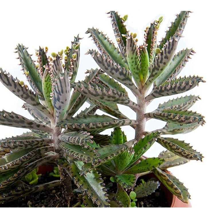 devil succulent Mother of Millions Devil's backbone succulent plant