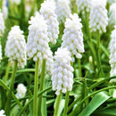 Muscari Siberian Tiger Color Flower Bulb