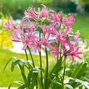 Nerine Pink Color Flower Bulb
