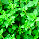 Oregano Herb Seeds