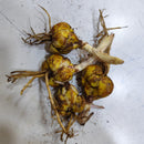 Oriental lily Lilium Bulbs Pink Color | Flower Bulb