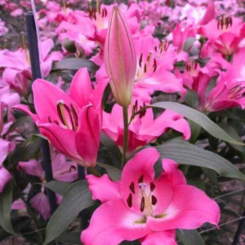 Oriental lily Lilium Bulbs Pink Color | Flower Bulb