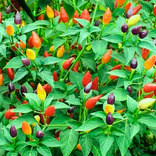 Ornamental Chilli Choice Mixed | Exotic Vegetable Seeds