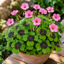 Oxalis Iron Cross Color Flower Bulb