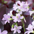 Oxalis Triangularis Butterfly Flower Bulb