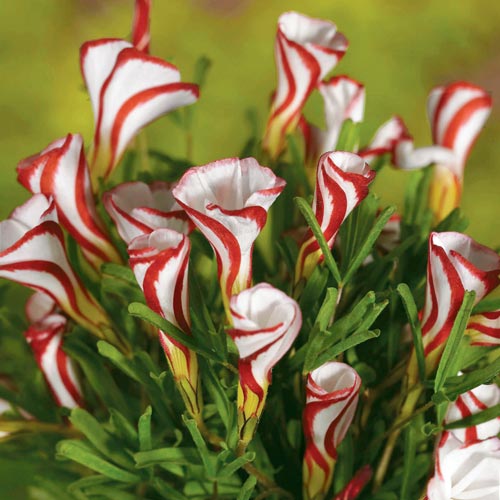 Oxalis Versicolor Flower Bulb