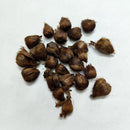 Oxalis Iron Cross Color Flower Bulb