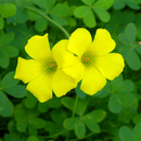 Oxalis Yellow Color Flower Bulb