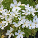 Oxalis White Color Flower Bulb