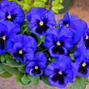 Pansy Swiss Giant Violet Blue Color Flower Seeds