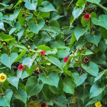 Paras Peepal Plant Seeds