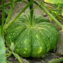 Pumpkin Desi Seeds | Vegetable Seeds