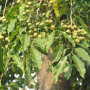 Putranjiva Plant Seeds