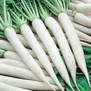 Radish Mooli F1 Long White | Vegetable Seeds