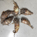 Rajnigandha Tuberose Hybrid Flower Bulbs