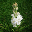 Rajnigandha Tuberose Hybrid Flower Bulbs