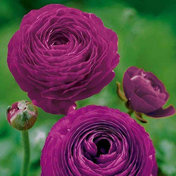 Ranunculus Purple Color Flower Bulb