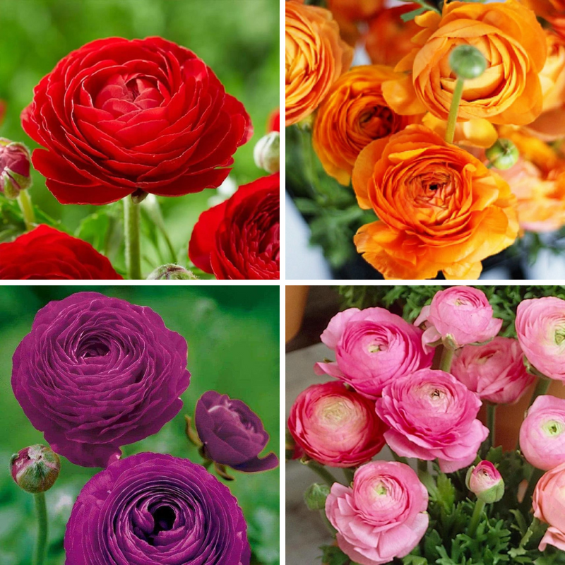 Milva Ranunculus Ranunculus Colours