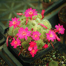Rebutia Minuscula Pink Flower Cactus Seeds