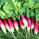 Radish Mooli Long Red | Vegetable Seeds