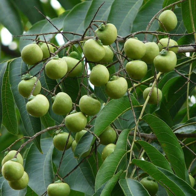 Reetha Ritha Soapnuts Plant Seeds