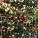 Peach Pink Climbing Rose Plant Seeds | Flower Seeds