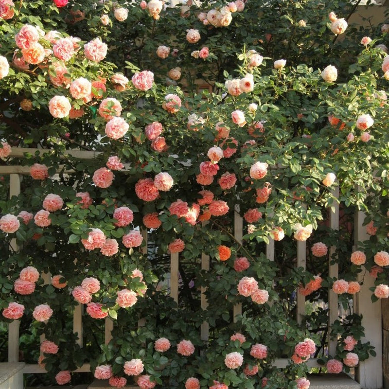 indian rose seeds Peach Pink Climbing Rose Plant Seeds