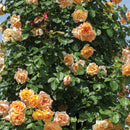 Peach Orange Climbing Rose Plant Seeds | Flower Seeds