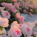 Pastel Pink Climbing Rose Plant Seeds | Flower Seeds