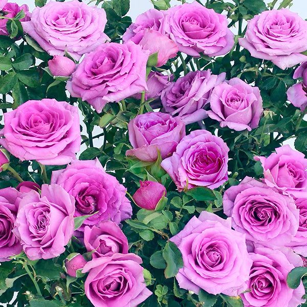 Lavender Purple Climbing Rose Plant Seeds | Flower Seeds