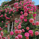 Dual Tone Pink Climbing Rose Plant Seeds | Flower Seeds