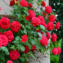 Bright Red Climbing Rose Plant Seeds | Flower Seeds