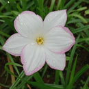 Rounded Rain Lily Zephyranthes Flower Bulbs