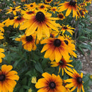 Rudbeckia Rustic Dwarf Mixed Color Flower Seeds