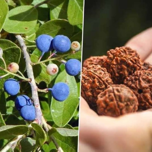 Rudraksha Plant Seeds