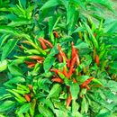 Sadabahar Chilli Mirch Seeds | Vegetable Seeds