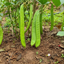 Sem Fali Giant Beans | Vegetable Seeds