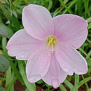 Skura Snow Rain Lily Zephyranthes Flower Bulbs