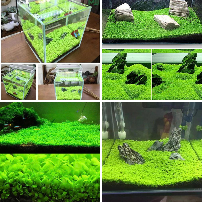 Small Leaf Aquarium Plant Seeds | Fish Tank Carpet Grass Live Aquatic Plants
