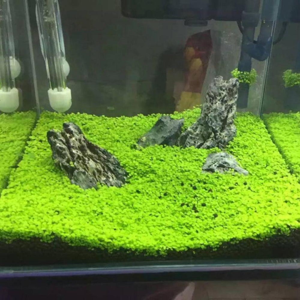 Small Leaf Aquarium Plant Seeds