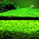 Small Leaf Aquarium Plant Seeds | Fish Tank Carpet Grass Live Aquatic Plants