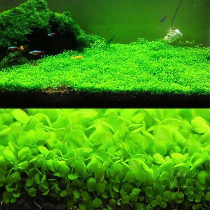Small Leaf Aquarium Plant Seeds | Fish Tank Carpet Grass Live Aquatic Plants