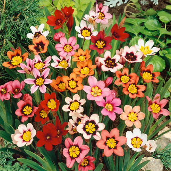 Sparaxis Flower Bulb Mix Colour