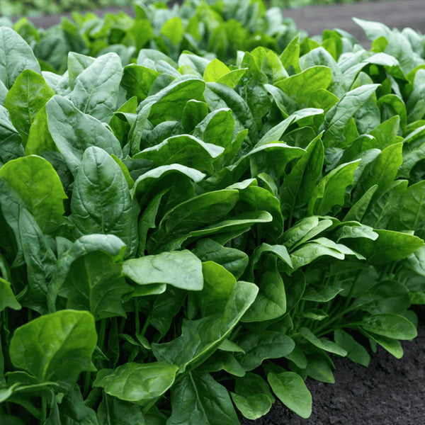 Spinach F1 Hybrid Palak Vegetable Seeds