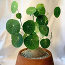 Stephania Erecta Plant Leaf Bulb