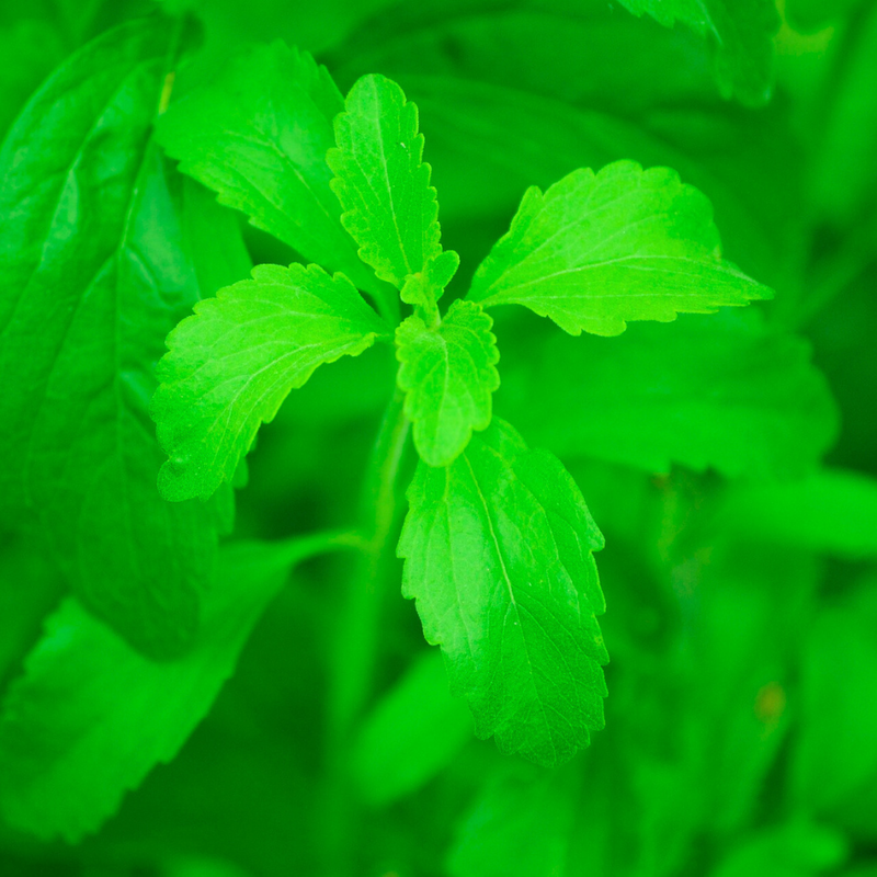 Stevia Sweet Leaves Herb Seeds