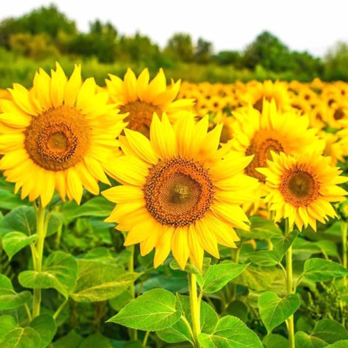 flower seed seed identification chart Pennsylvania Wildflower Seed Mix main image 1