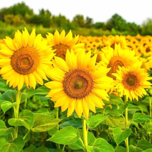 Sunflower Big Bloom Flower Seeds