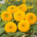 Sunflower Teddy Bear Flower Seeds