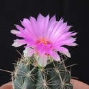 Thelocactus Bicolor Cactus Seeds